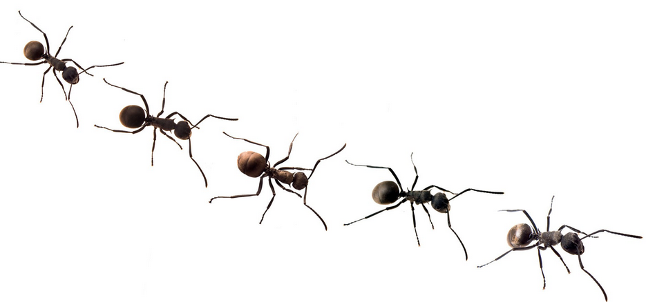 Ants